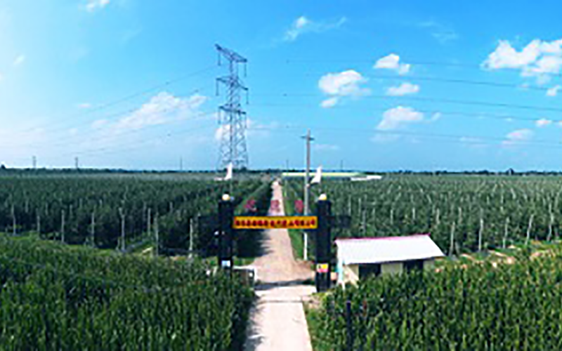 靈臺(tái)優(yōu)德隆農(nóng)業(yè)公司1300畝果園安防監(jiān)控、網(wǎng)絡(luò)機(jī)房案例